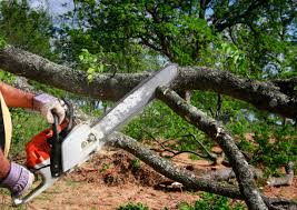 How Our Tree Care Process Works  in Navy, VA